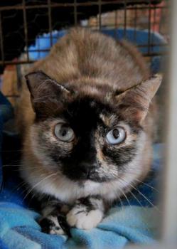 Cosette Bild von Cosette