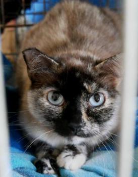 Cosette Bild von Cosette