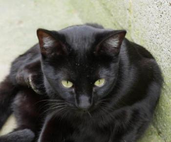 Nubia Bild von Nubia
