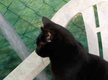 Nubia Bild von Nubia