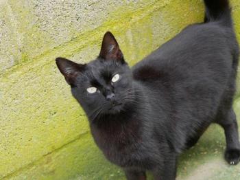 Nubia Bild von Nubia