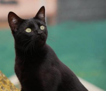 Nubia Bild von Nubia