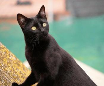 Nubia Bild von Nubia