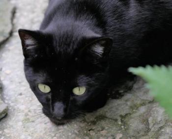 Nubia Bild von Nubia