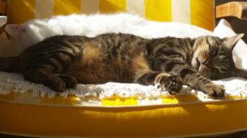 Bild von Starbuck