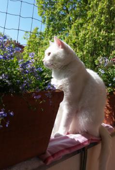 Coton Bild von Coton