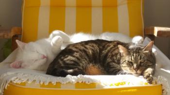 Coton Bild von Coton