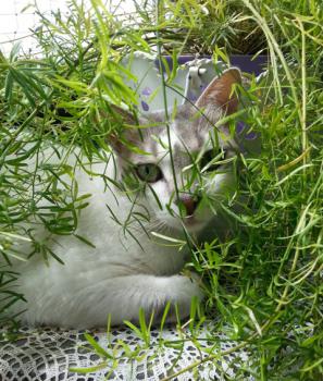 Candy Bild von Candy