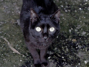 Simon Bild von Simon