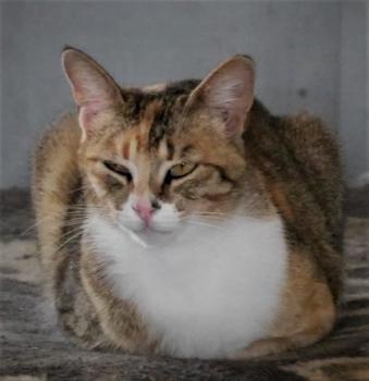 Bild von Tizita