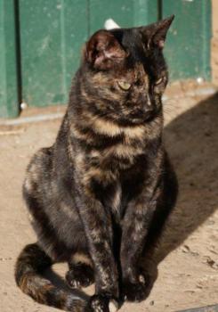 Niara Bild von Niara