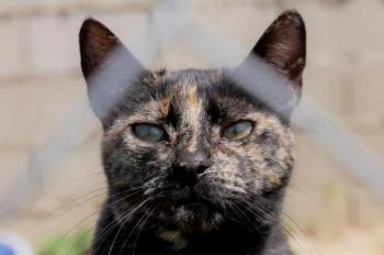 Niara Bild von Niara