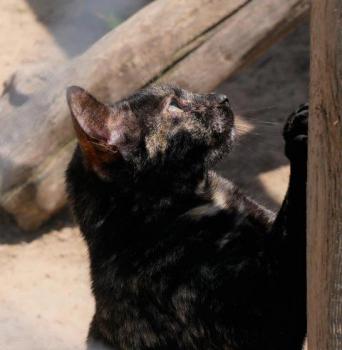 Niara Bild von Niara