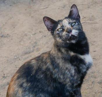 Pepita Bild von Pepita