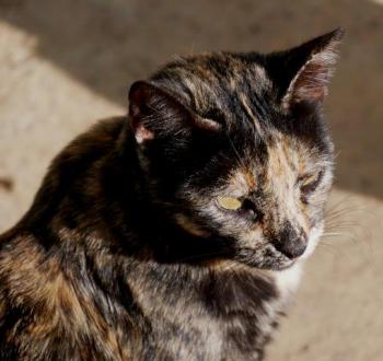 Pepita Bild von Pepita