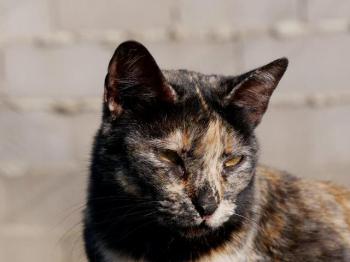 Pepita Bild von Pepita
