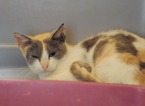 Duna Bild von Duna