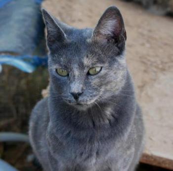 Nala Bild von Nala
