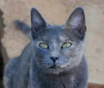 Nala Bild von Nala