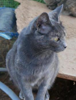 Nala Bild von Nala