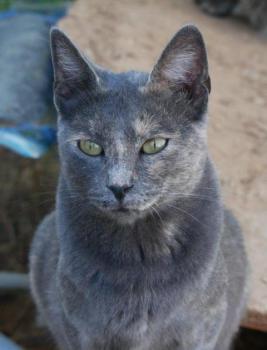 Nala Bild von Nala