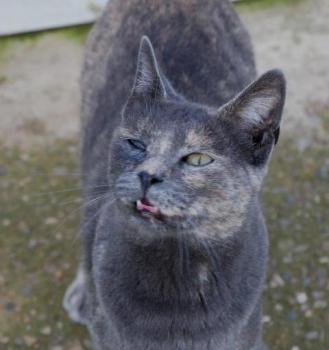 Nala Bild von Nala
