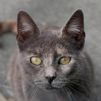 Nala Bild von Nala