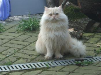 Sunny Bild von Sunshine