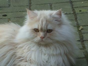 Sunny Bild von Sunshine