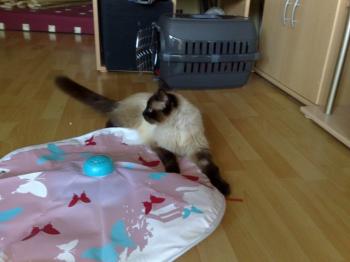 Shary Bild von Snowy