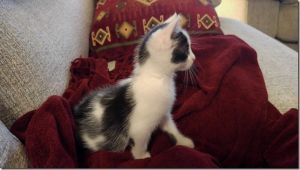 Nisca Bild von Nisca