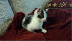 Nisca Bild von Nisca
