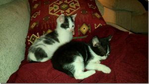 Nisca Bild von Nisca