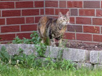 Fame Bild von Fame
