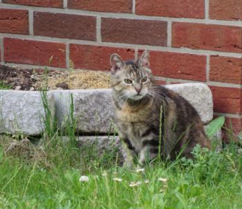Fame Bild von Fame