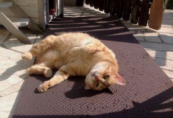 Dartacat Bild von Dartacat