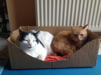 Dartacat Bild von Dartacat