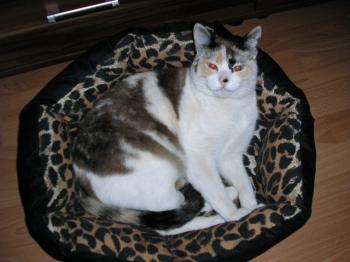 Merle Bild von Deissy