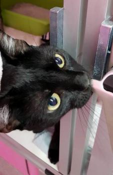 Mephisto Bild von Mephisto