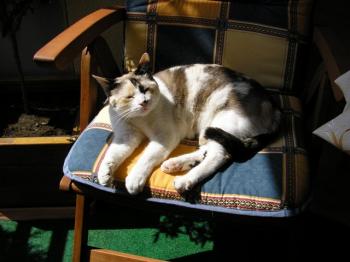 Merle Bild von Deissy