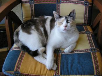 Merle Bild von Deissy