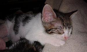 Dinky Bild von Dinky