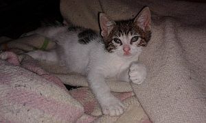 Dinky Bild von Dinky
