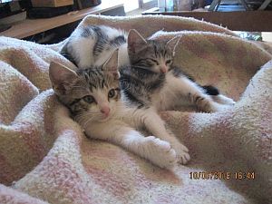 Dinky Bild von Dinky