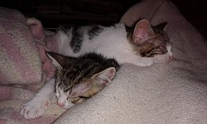 Dinky Bild von Dinky