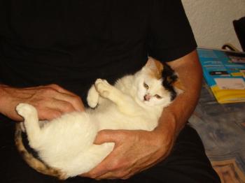 Dolyl Bild von Dolly