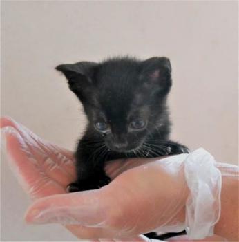 Bild von Aayusha