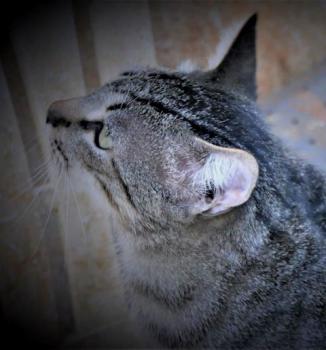 Simon Bild von Simon