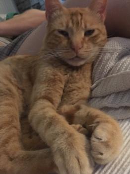 Chimo Bild von Chimo