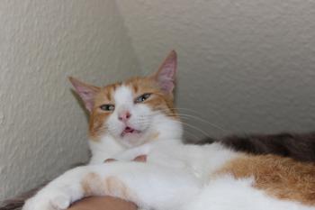 Njoki Bild von Njoki